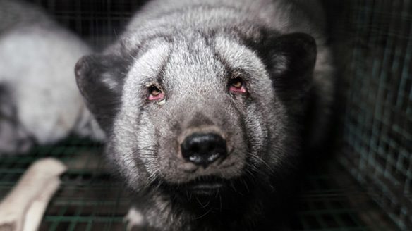 furfreeeu-fox2 (1)