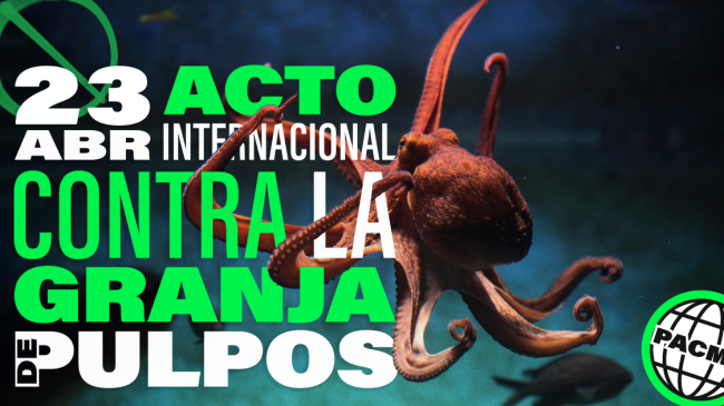 2023-02-Cartelas-Acto-contra-las-granjas-de-pulpos Horizontal