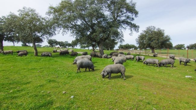 Iberian pigs in the Spanish countryside.
