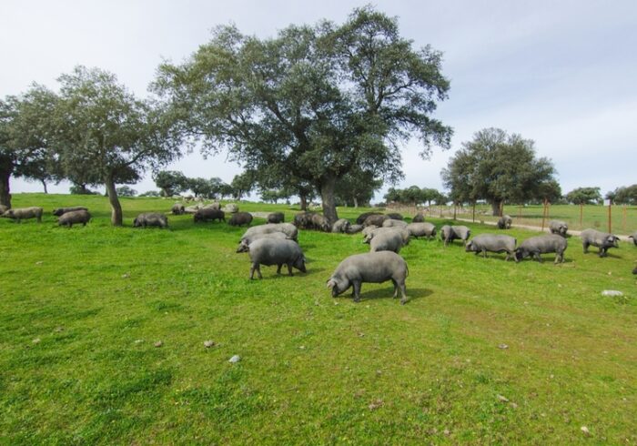Iberian pigs in the Spanish countryside.