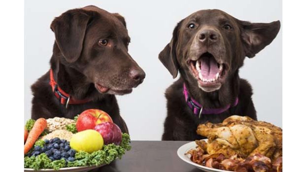 real-food-de-perros-y-gatos