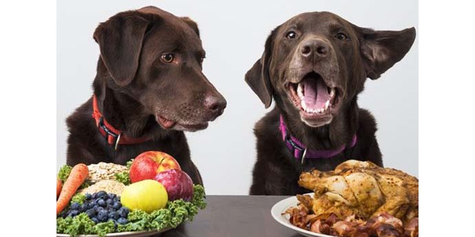 real-food-de-perros-y-gatos