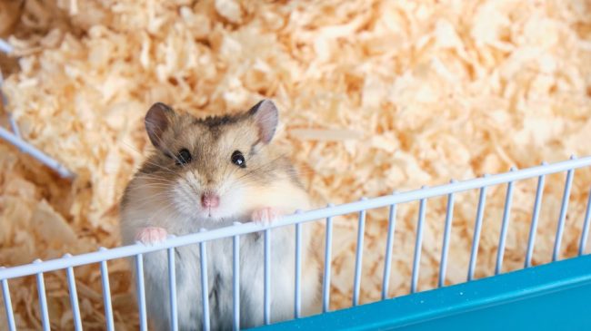 limpieza-hamster
