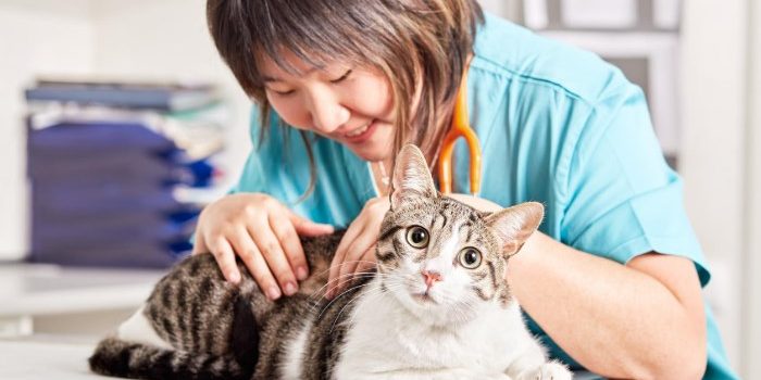 leucemia-felina-2