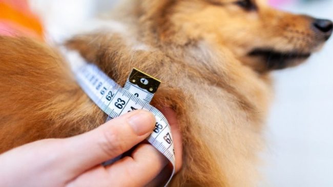 perrodiabetes-925×470