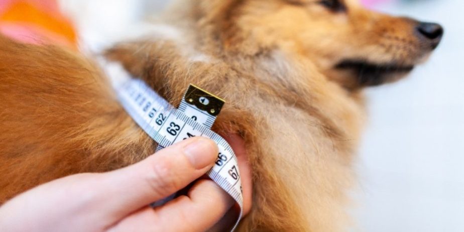 perrodiabetes-925×470