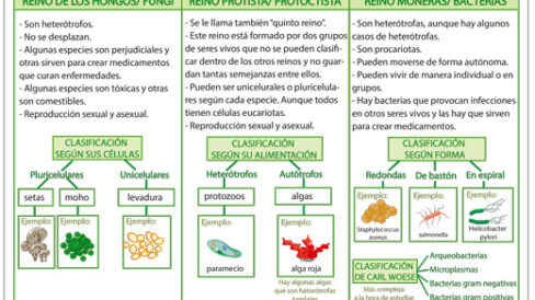 Clasificación de los seres vivos