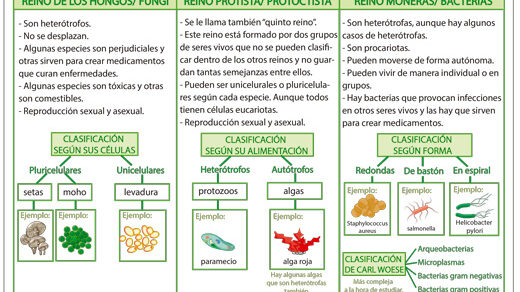 Clasificación de los seres vivos Clasificación de los seres vivos