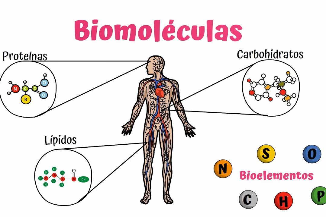 ciencia en el aljibe - biomoleculas