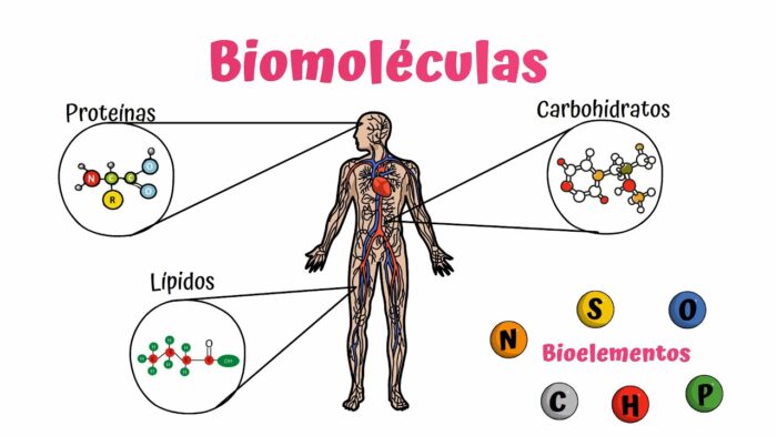 ciencia en el aljibe - biomoleculas