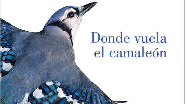 donde-vuela-camaleon