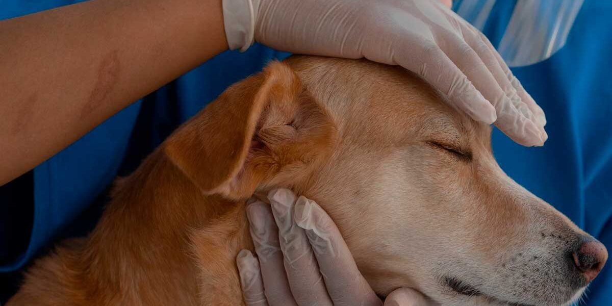 epilepsia perros