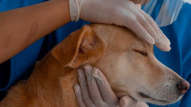 epilepsia perros