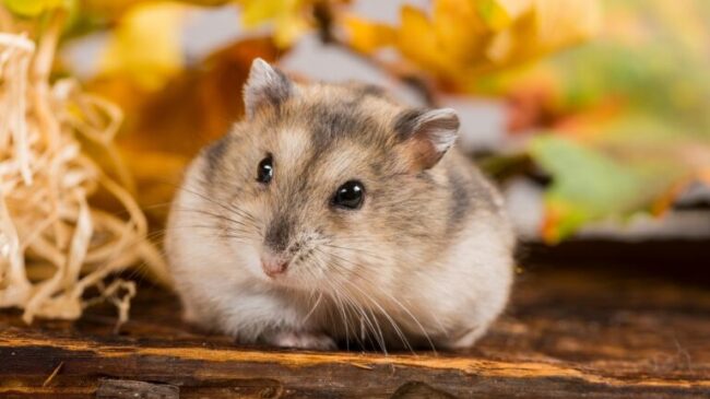little pet hamster – Phodopus sungorus