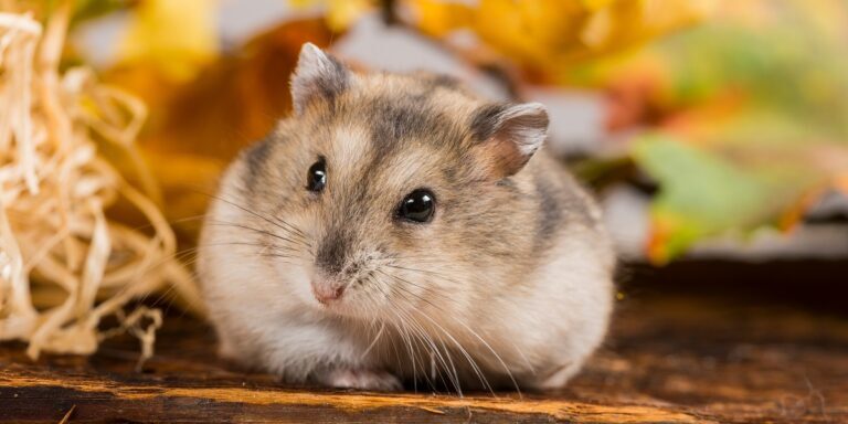 little pet hamster – Phodopus sungorus