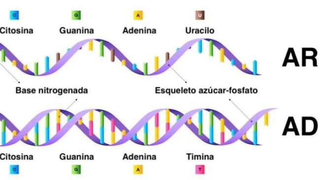 acidos-nucleicos-adn-arn-moleculas-polimeros-e1561566762900 Ciencia Aljibe - Acidos nucleicos