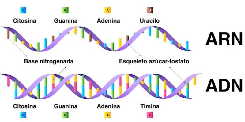acidos-nucleicos-adn-arn-moleculas-polimeros-e1561566762900 Ciencia Aljibe - Acidos nucleicos