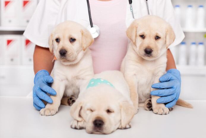 calendario de desparasitacion en cachorros 22705 orig