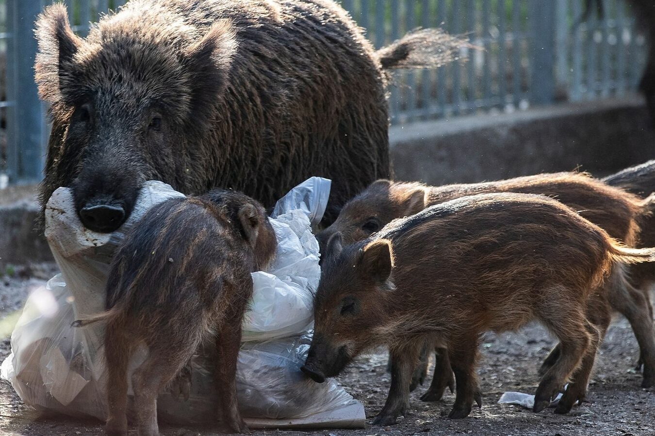 gettyimages-1401713977