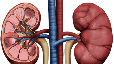 ciencia aljibe sistema excretor