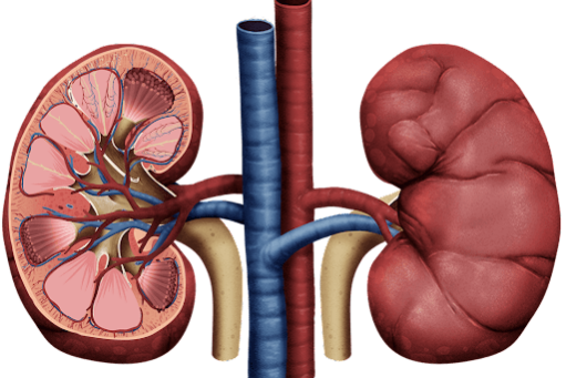 Excretor ciencia aljibe ciencia aljibe sistema excretor