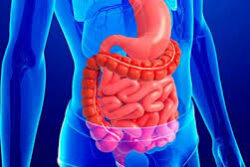 ciencia en el aljibe - aparato digestivo