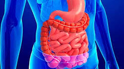 aparato digestivo ciencia en el aljibe - aparato digestivo