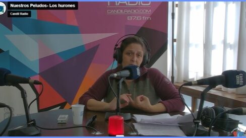 nuestros peludos Los hurones se caracterizan por su energía y ganas de juego, pero por eso mismo a veces resultan demasiado traviesos. Te damos pistas para convivir con ellos sin problemas y ayudar a su adiestramiento…