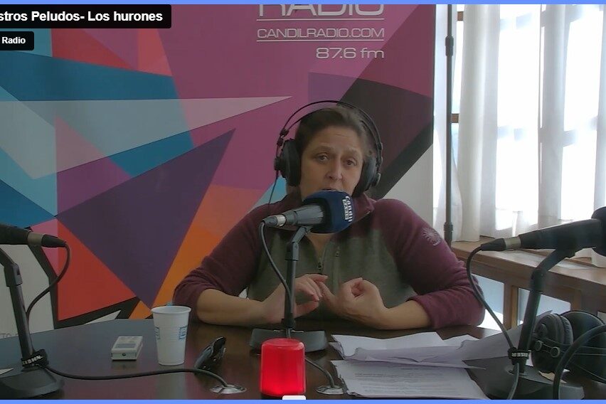 nuestros peludos Los hurones se caracterizan por su energía y ganas de juego, pero por eso mismo a veces resultan demasiado traviesos. Te damos pistas para convivir con ellos sin problemas y ayudar a su adiestramiento…