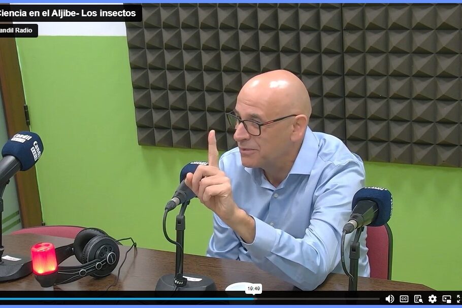 Ciencias aljibe- Las hormigas