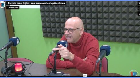 Ciencia en el Aljibe- Los insectos- los lepidópteros Ciencia en el Aljibe- Los insectos: los lepidópteros