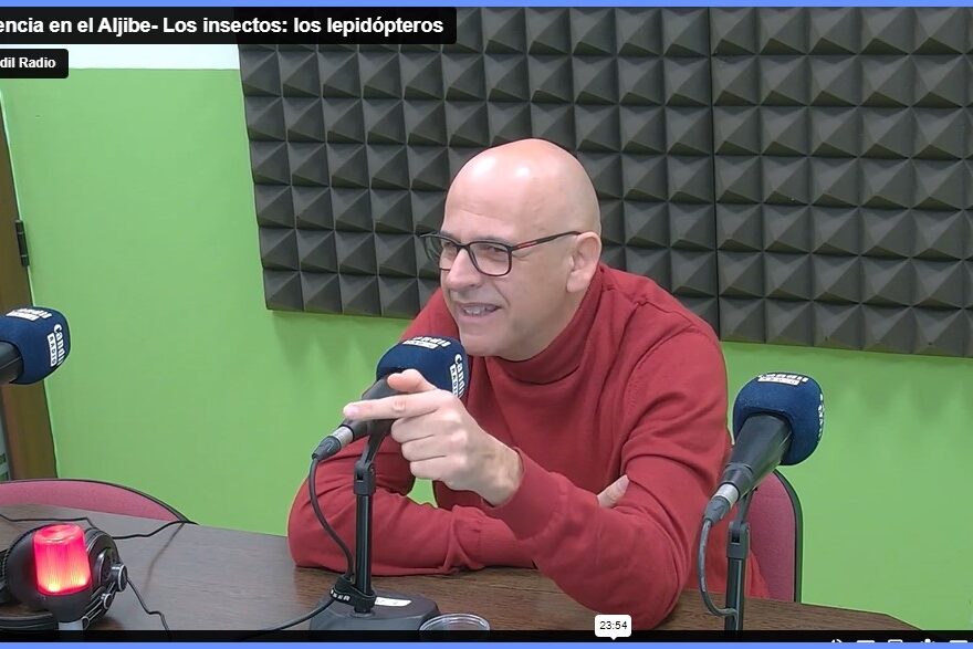 Ciencia en el Aljibe- Los insectos: los lepidópteros