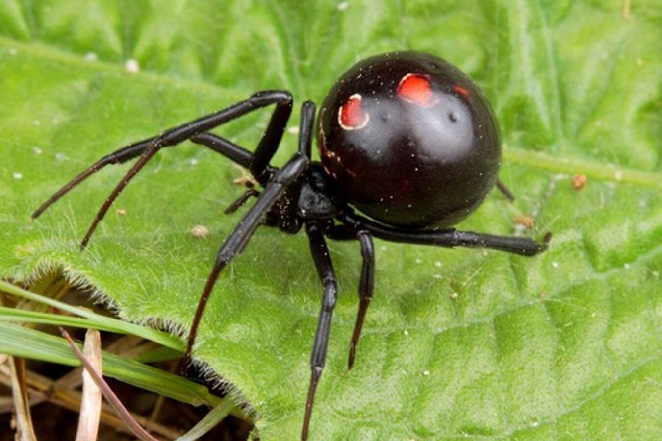 Ciencia en el aljibe - arañas