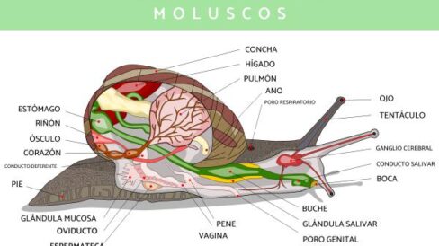 caracteristicas de los moluscos 2320 0 600 Mouscos - Ciencia en el aljibe