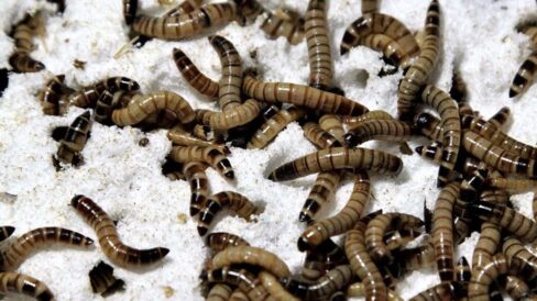 gusanos Presentamos un programa especial dedicado a los fascinantes gusanos, transmitido en Candil Radio. Javier, el biólogo, nos guía a través de un viaje sorprendente por el mundo de estos seres: desde la reproducción asexual hasta su capacidad de alimentarse de minerales. Descubrimos cómo algunos virus se camuflan como corderitos, cómo el agua puede hervir a tan solo 1 grado, e incluso exploramos la extraordinaria existencia de peces con patas. Además, nos asombramos con la célula más grande del mundo. ¡Una experiencia imperdible para los amantes de la naturaleza y la ciencia!