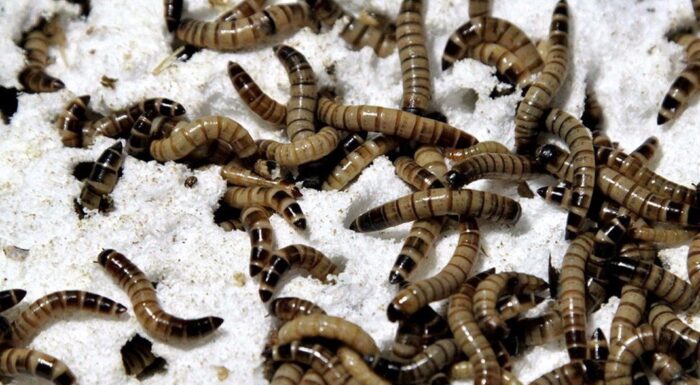 gusanos Presentamos un programa especial dedicado a los fascinantes gusanos, transmitido en Candil Radio. Javier, el biólogo, nos guía a través de un viaje sorprendente por el mundo de estos seres: desde la reproducción asexual hasta su capacidad de alimentarse de minerales. Descubrimos cómo algunos virus se camuflan como corderitos, cómo el agua puede hervir a tan solo 1 grado, e incluso exploramos la extraordinaria existencia de peces con patas. Además, nos asombramos con la célula más grande del mundo. ¡Una experiencia imperdible para los amantes de la naturaleza y la ciencia!