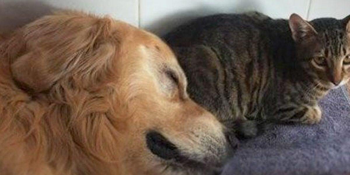 que-pasa-si-perros-y-gatos-viven-juntos-en-la-misma-casa-1200×900