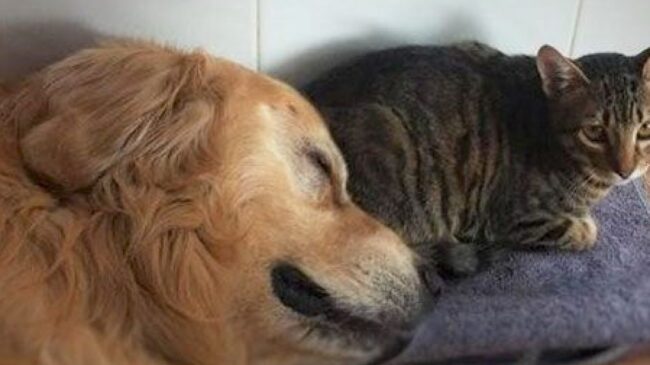 que-pasa-si-perros-y-gatos-viven-juntos-en-la-misma-casa-1200×900