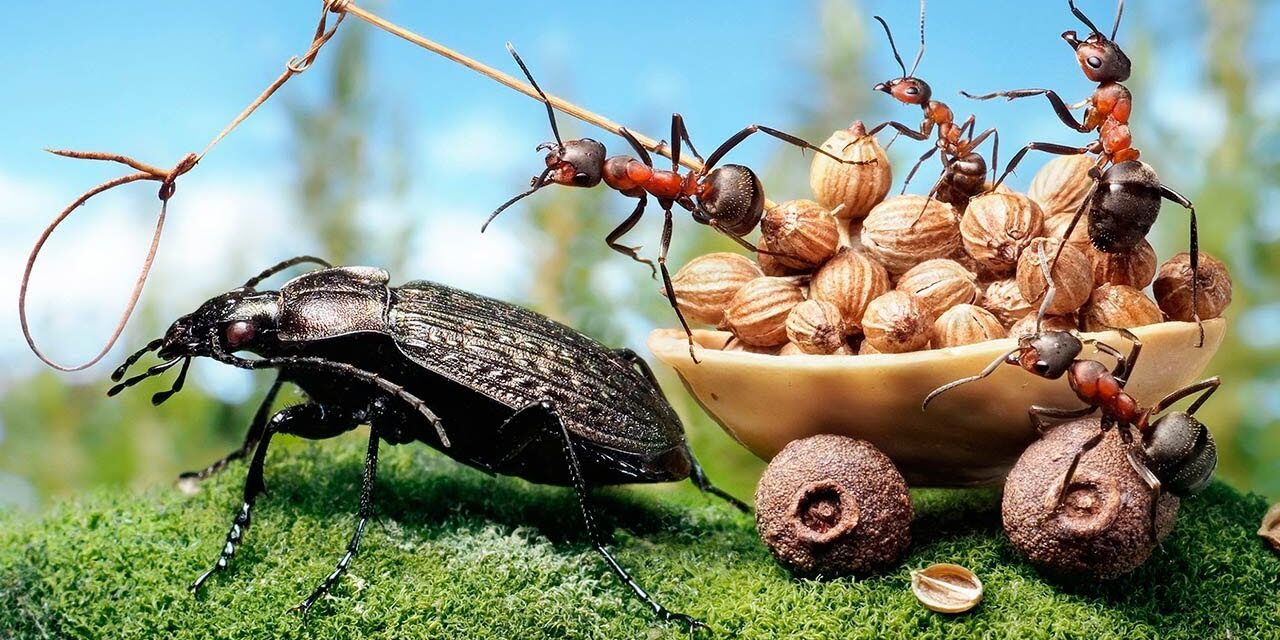 insectos sociales