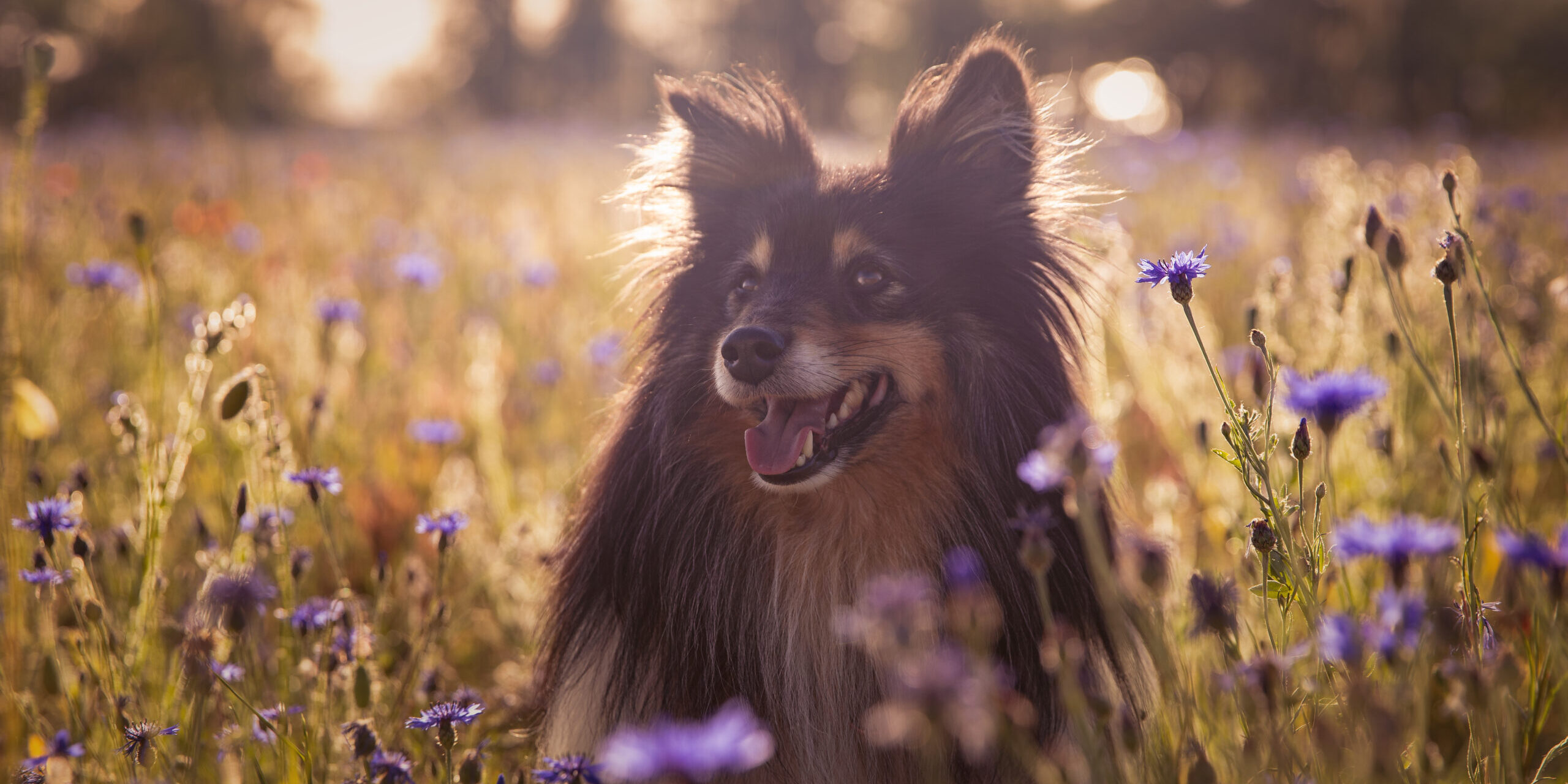 Beautiful shot of a Shetland Sheepdog in a field full fo purple flowers