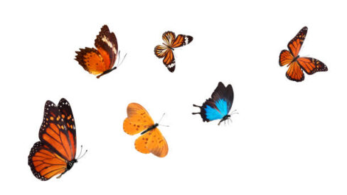 flock of tropical blue butterflies isolated on a white background