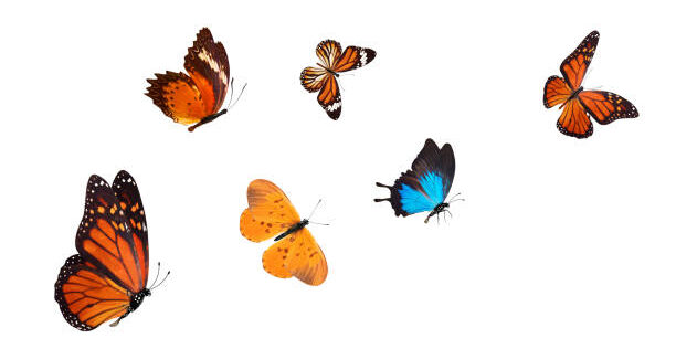 flock of tropical blue butterflies isolated on a white background