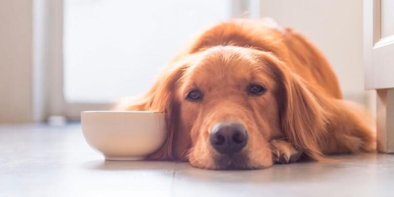 depresion perro