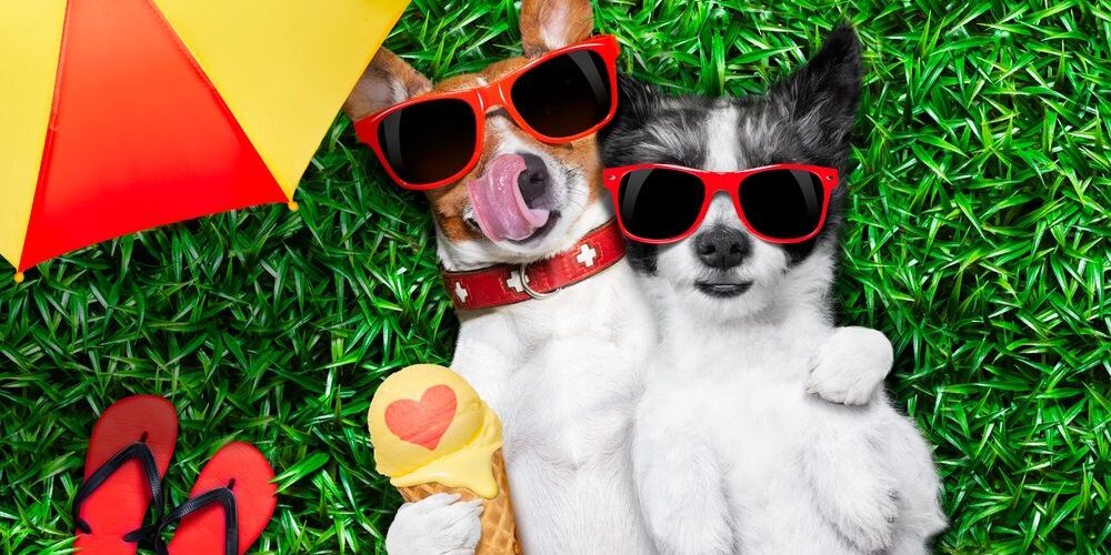 img perros-comida-verano-helados
