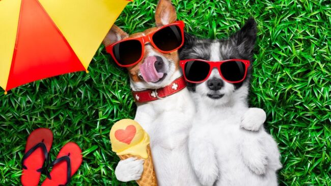 img perros-comida-verano-helados