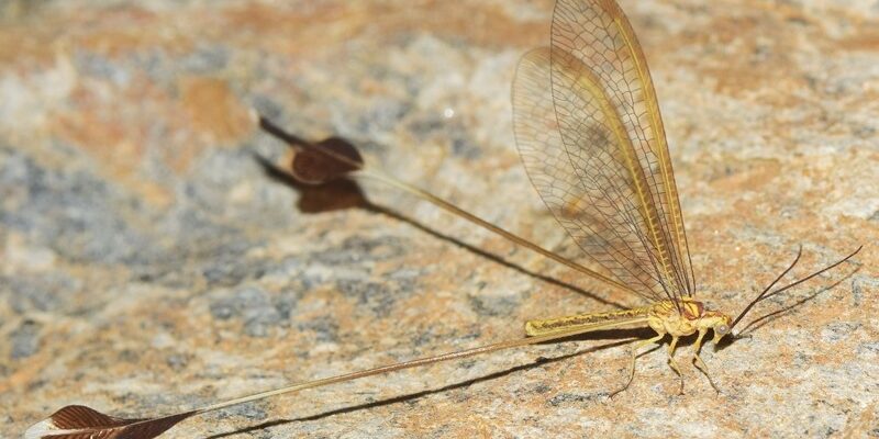 Lertha-sofiae-Almeria