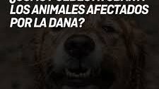descarga (2)