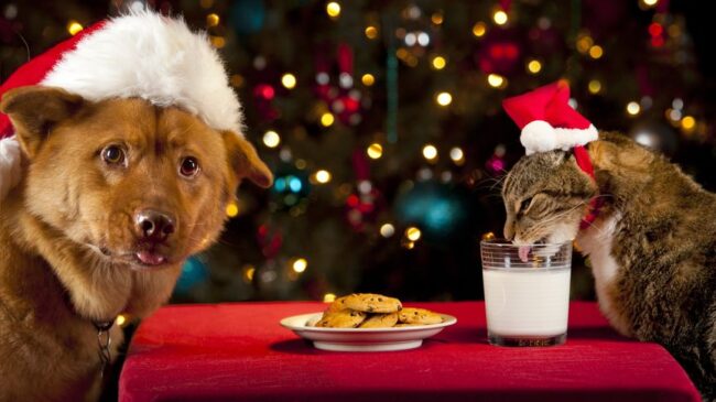 Cuidado Mascotas Navidad