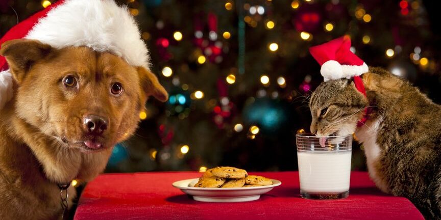 Cuidado Mascotas Navidad
