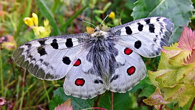 Parnassius apollo 150723